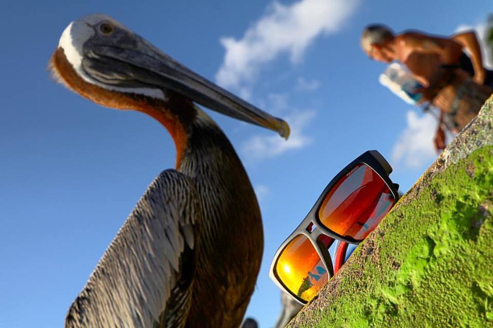 Irie Bomb sunglasses sitting next to a pelican on the pier in Puerto Rico irie bombs pelican puerto rico Bomber Floating Eyewear Latin America